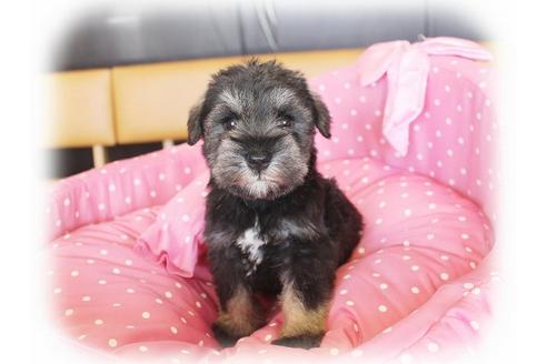 成約済の大阪府のミニチュアシュナウザー-33831の3枚目