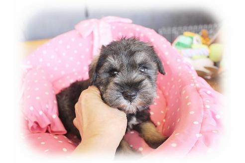 成約済の大阪府のミニチュアシュナウザー-33831の4枚目