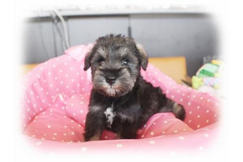 成約済の大阪府のミニチュアシュナウザー-33831の5枚目