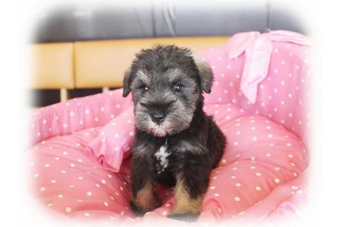 成約済の大阪府のミニチュアシュナウザー-33831の1枚目