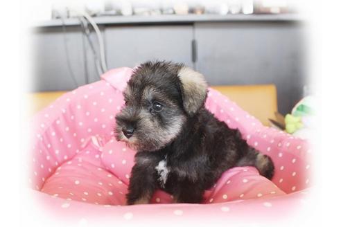 成約済の大阪府のミニチュアシュナウザー-33831の2枚目