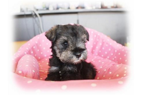 成約済の大阪府のミニチュアシュナウザー-33832の3枚目