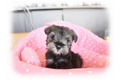 成約済の大阪府のミニチュアシュナウザー-33832の4枚目