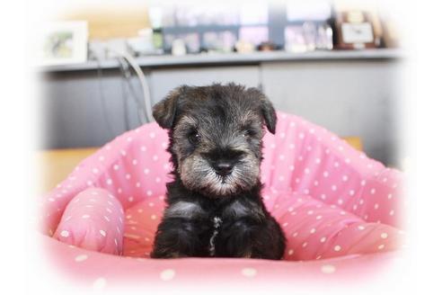 成約済の大阪府のミニチュアシュナウザー-33832の5枚目