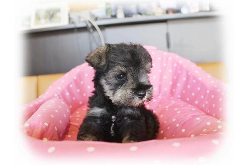 成約済の大阪府のミニチュアシュナウザー-33832の1枚目