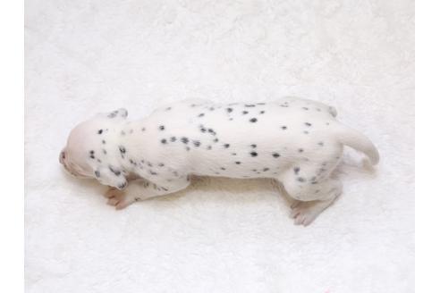 成約済の栃木県のダルメシアン-33835の3枚目