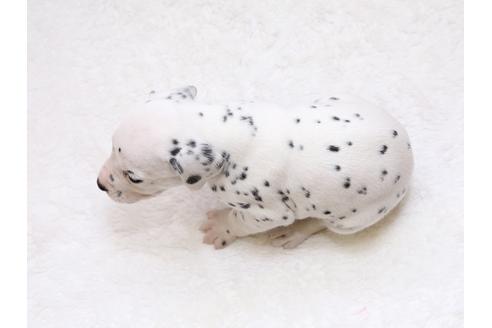 成約済の栃木県のダルメシアン-33839の4枚目