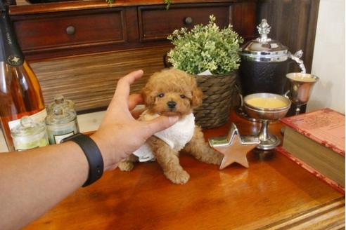 成約済の埼玉県のトイプードル-33845の5枚目