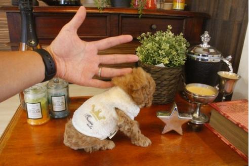 成約済の埼玉県のトイプードル-33845の2枚目