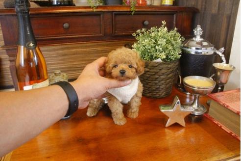 成約済の埼玉県のトイプードル-33845の3枚目