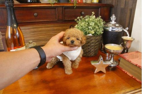 成約済の埼玉県のトイプードル-33845の4枚目