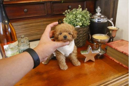 成約済の埼玉県のトイプードル-33845の1枚目