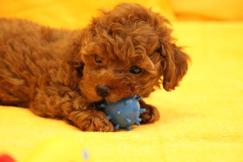 成約済の愛知県のトイプードル-32546の5枚目