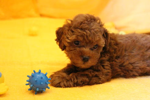 成約済の愛知県のトイプードル-32546の4枚目