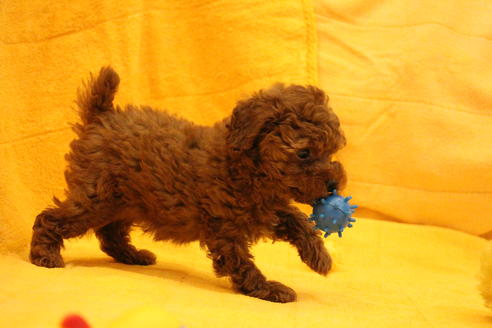 成約済の愛知県のトイプードル-32546の3枚目