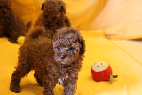 成約済の愛知県のトイプードル-32546の1枚目