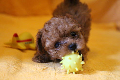 成約済の愛知県のトイプードル-32545の5枚目