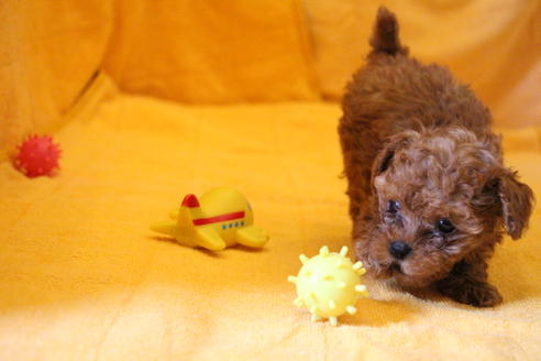 成約済の愛知県のトイプードル-32545の4枚目