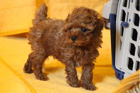 成約済の愛知県のトイプードル-32543の5枚目