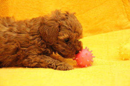 成約済の愛知県のトイプードル-32543の3枚目