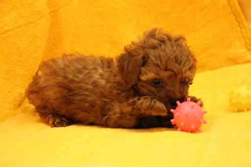 成約済の愛知県のトイプードル-32543の2枚目