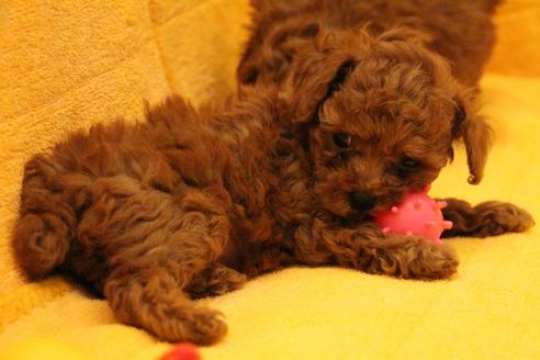 成約済の愛知県のトイプードル-32543の1枚目