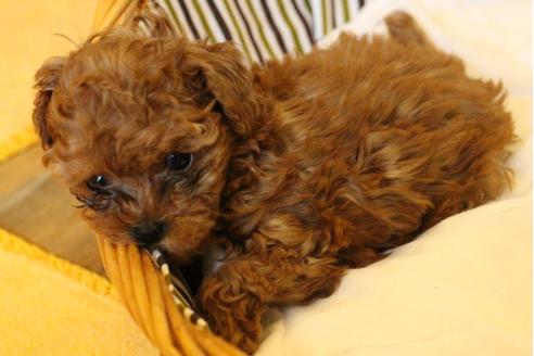 成約済の愛知県のトイプードル-32545の2枚目