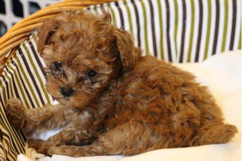 成約済の愛知県のトイプードル-32545の1枚目