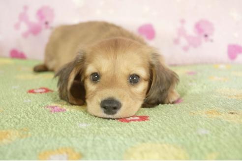 成約済の兵庫県のカニンヘンダックスフンド-33586の3枚目