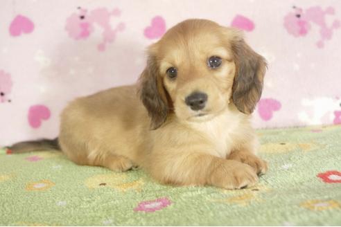 成約済の兵庫県のカニンヘンダックスフンド-33586の4枚目