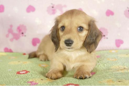 成約済の兵庫県のカニンヘンダックスフンド-33586の1枚目