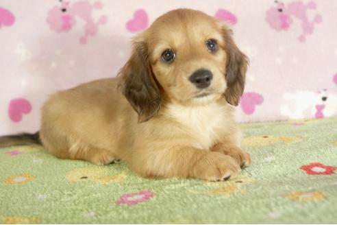 成約済の兵庫県のカニンヘンダックスフンド-33586の2枚目