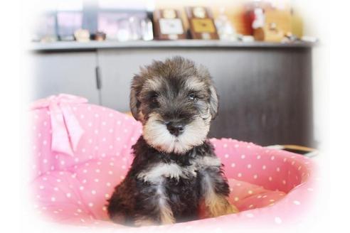 成約済の大阪府のミニチュアシュナウザー-33878の1枚目