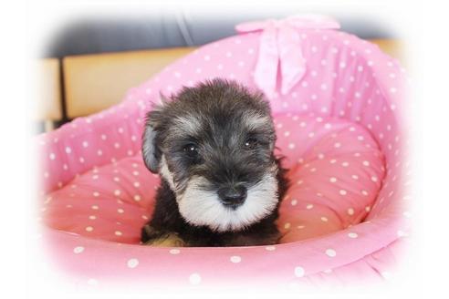 成約済の大阪府のミニチュアシュナウザー-33878の2枚目