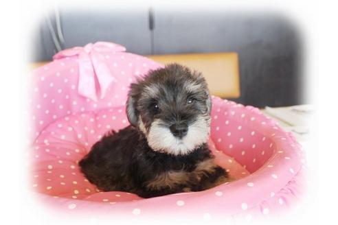 成約済の大阪府のミニチュアシュナウザー-33878の3枚目