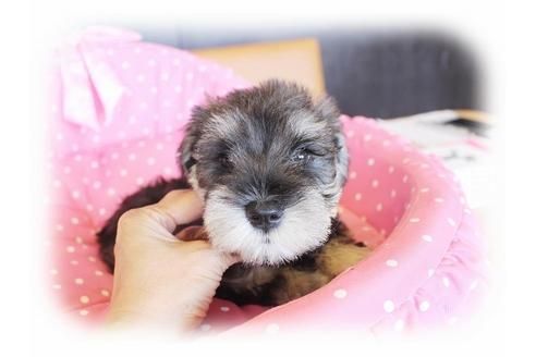 成約済の大阪府のミニチュアシュナウザー-33878の5枚目