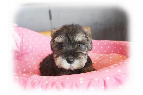 成約済の大阪府のミニチュアシュナウザー-33879の1枚目