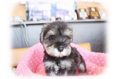 成約済の大阪府のミニチュアシュナウザー-33879の2枚目