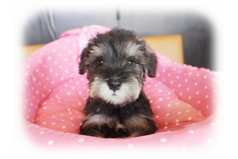 成約済の大阪府のミニチュアシュナウザー-33879の3枚目