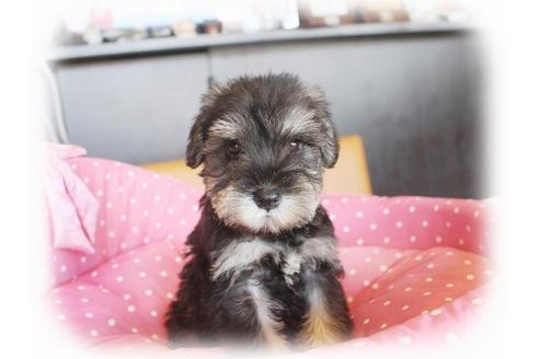 成約済の大阪府のミニチュアシュナウザー-33879の5枚目