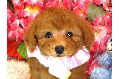 成約済の茨城県のトイプードル-33893の1枚目