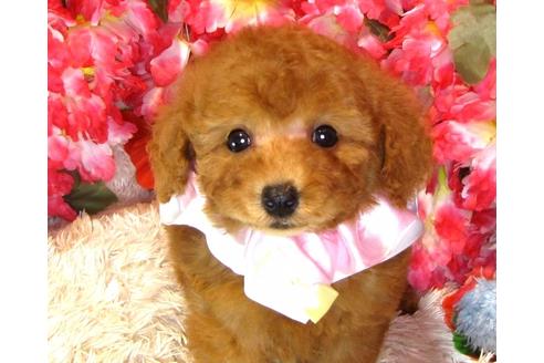 成約済の茨城県のトイプードル-33893の3枚目