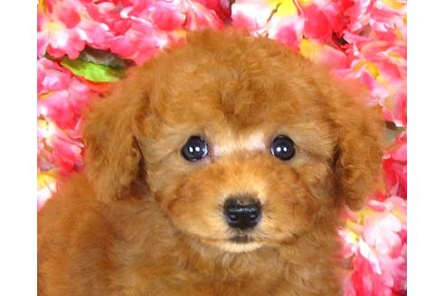 成約済の茨城県のトイプードル-33893の4枚目