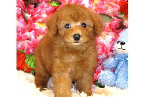 成約済の茨城県のトイプードル-33893の5枚目