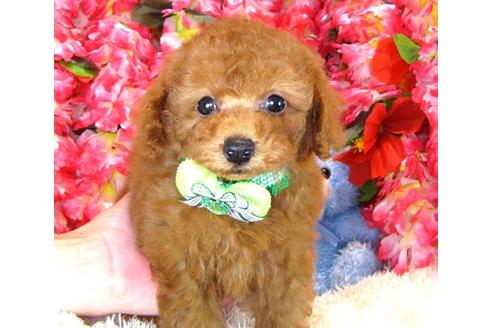 成約済の茨城県のトイプードル-33894の2枚目