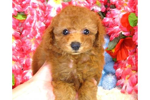 成約済の茨城県のトイプードル-33894の5枚目