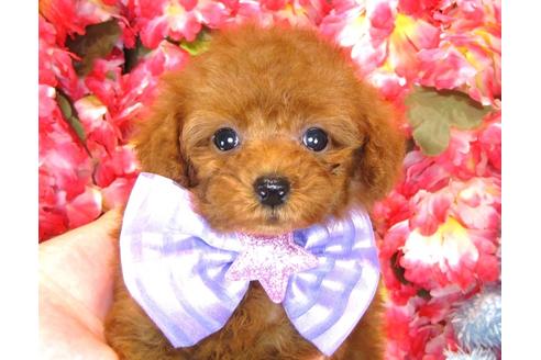 成約済の茨城県のトイプードル-33895の2枚目