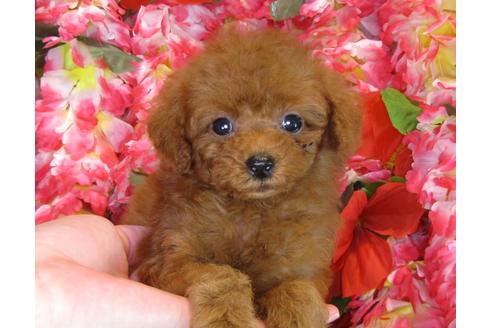 成約済の茨城県のトイプードル-33895の4枚目