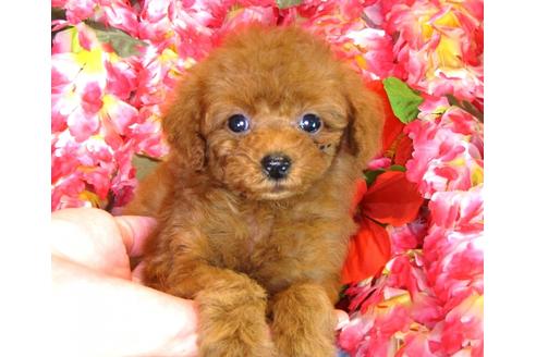 成約済の茨城県のトイプードル-33895の5枚目