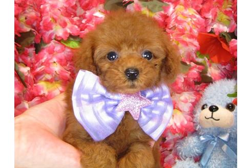 成約済の茨城県のトイプードル-33895の1枚目